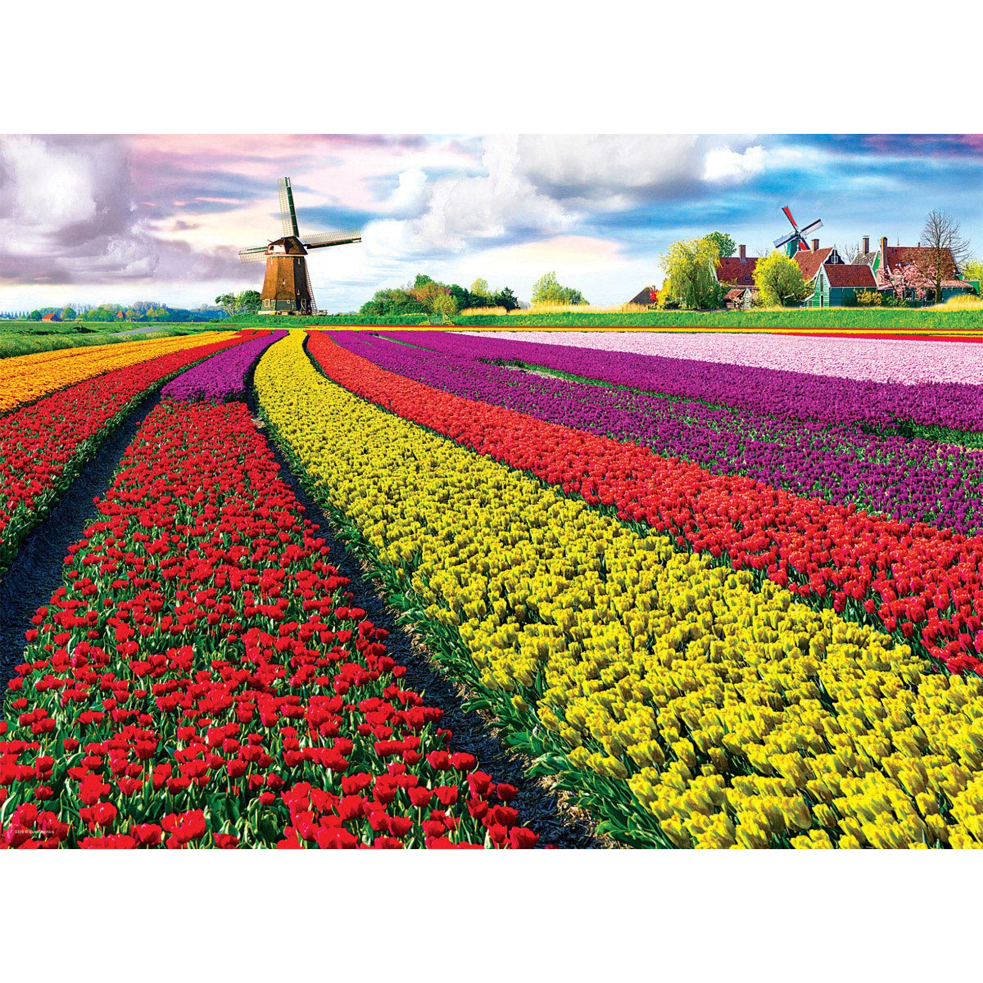 Tulip Fields Netherlands Jigsaw - 1000 Pieces